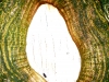 Waldlichter 01 - Baumrinde mit Auge