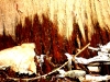 Waldlichter 04 - Laub Unterholz